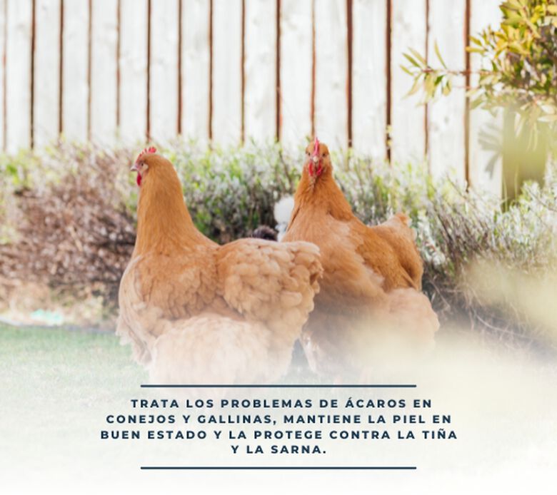 Finca casarejo sprayac combate la tiña y sarna en conejos y gallinas thumbnail