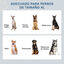 PawHut Comedero Perro Elevado con 2 Cuencos de Acero Inoxidable 2x2000 ml Comedero Elevado para Perros Grandes con Tapa Abatible y Almacenamiento Oculto Gris, , large indicador imagen numero 4
