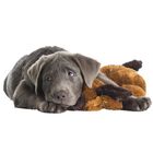 Snuggle Puppy Kit de iniciación Marrón Juguete para perros, , large image number null