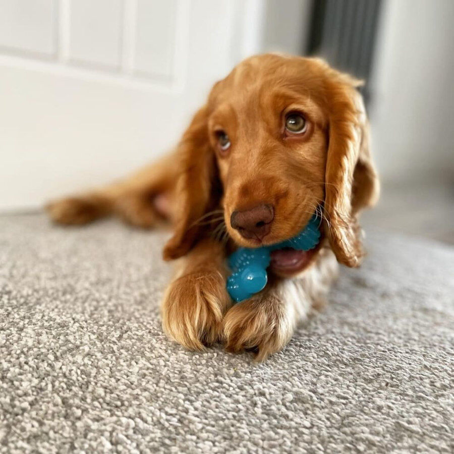 Nylabone Hueso X Mordedor Sabor a Carne para cachorros thumbnail