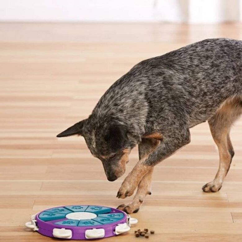 Juguete interactivo para perros color Morado y Azul thumbnail