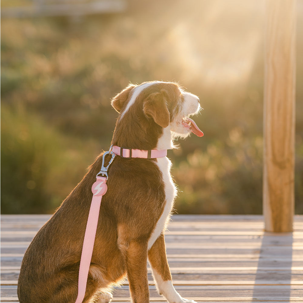Correa de nylon para perros color Rosa Claro, , large Imagen numero 2