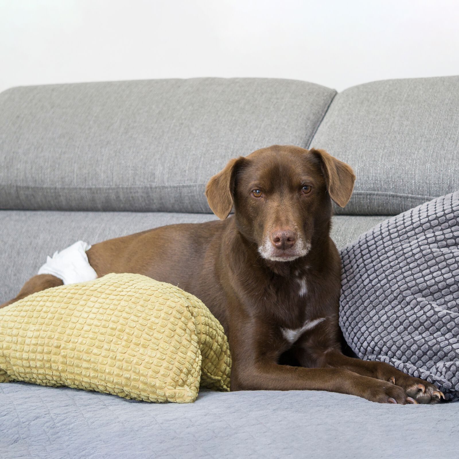 Pa&ntilde;ales desechables para perros macho 12 unidades talla L, , large Imagen numero 4