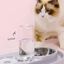 Mypetcare Comedero bebedero rosa para mascotas, , large indicador imagen numero 5