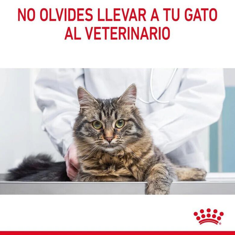 Royal Canin Hairball sobre en salsa para gatos thumbnail