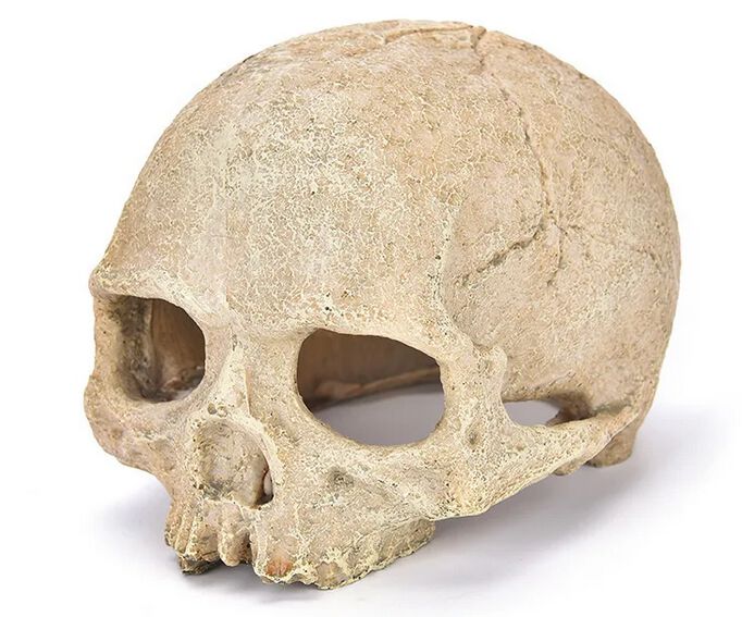 Reptilhábitat Cráneo Refugio De Decoración para terrario thumbnail