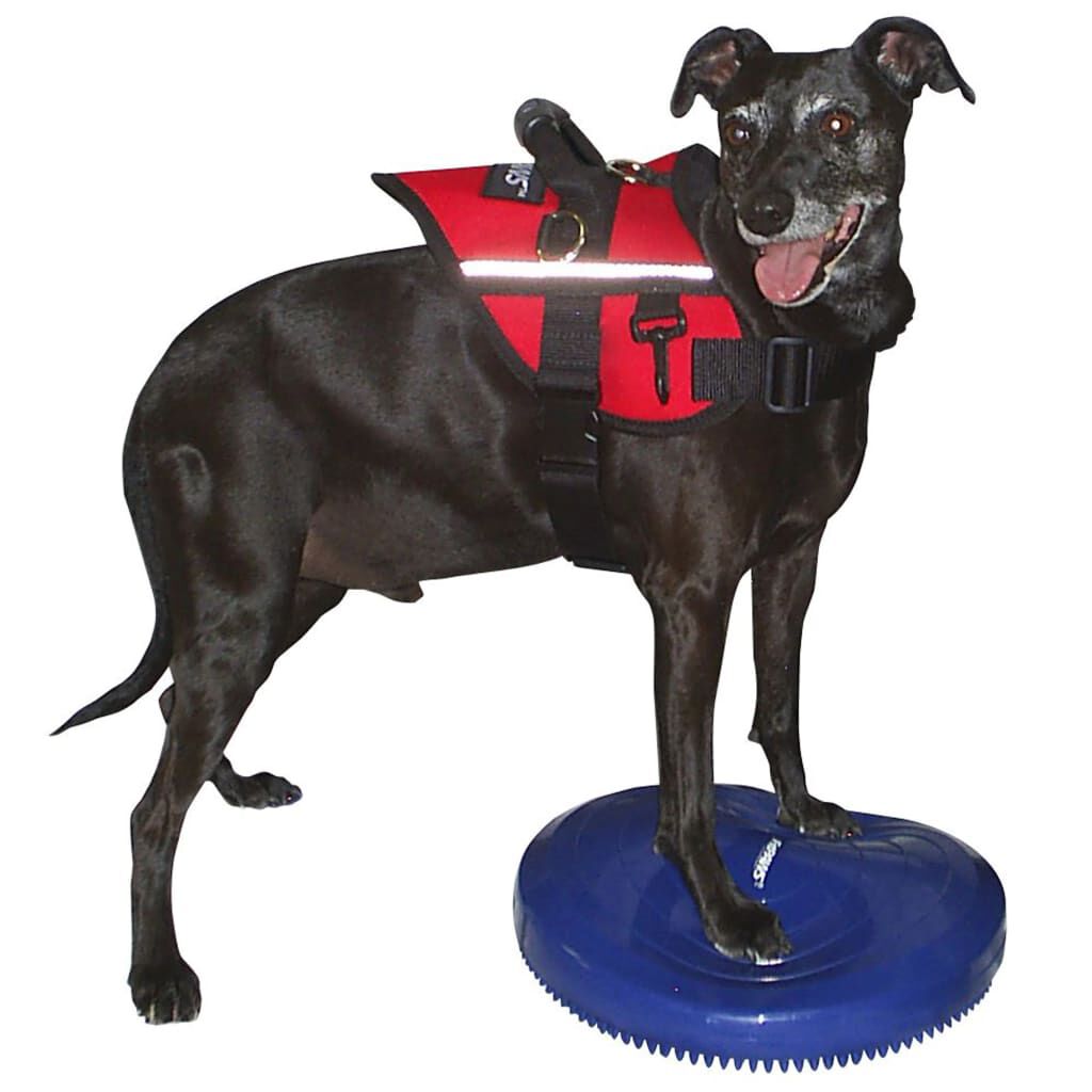 FitPAWS Disco de equilibrio para mascotas azul 36 cm, , large Imagen numero 3