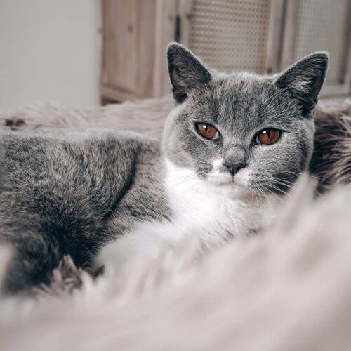 Cama suave para mascotas color Rosa, , large Imagen numero 3