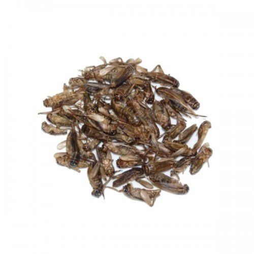 Grillos deshidratados para petauros sabor Neutro, , large Imagen numero 1