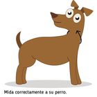Ibañez Máxima Elengacia Collar de Cadena Cromado Dorado para perros, , large image number null