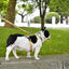 Arnés Snooze para perros color Varios, , large indicador imagen numero 2