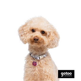 Gotoo Collar estampado cuadro vichy gris para perros