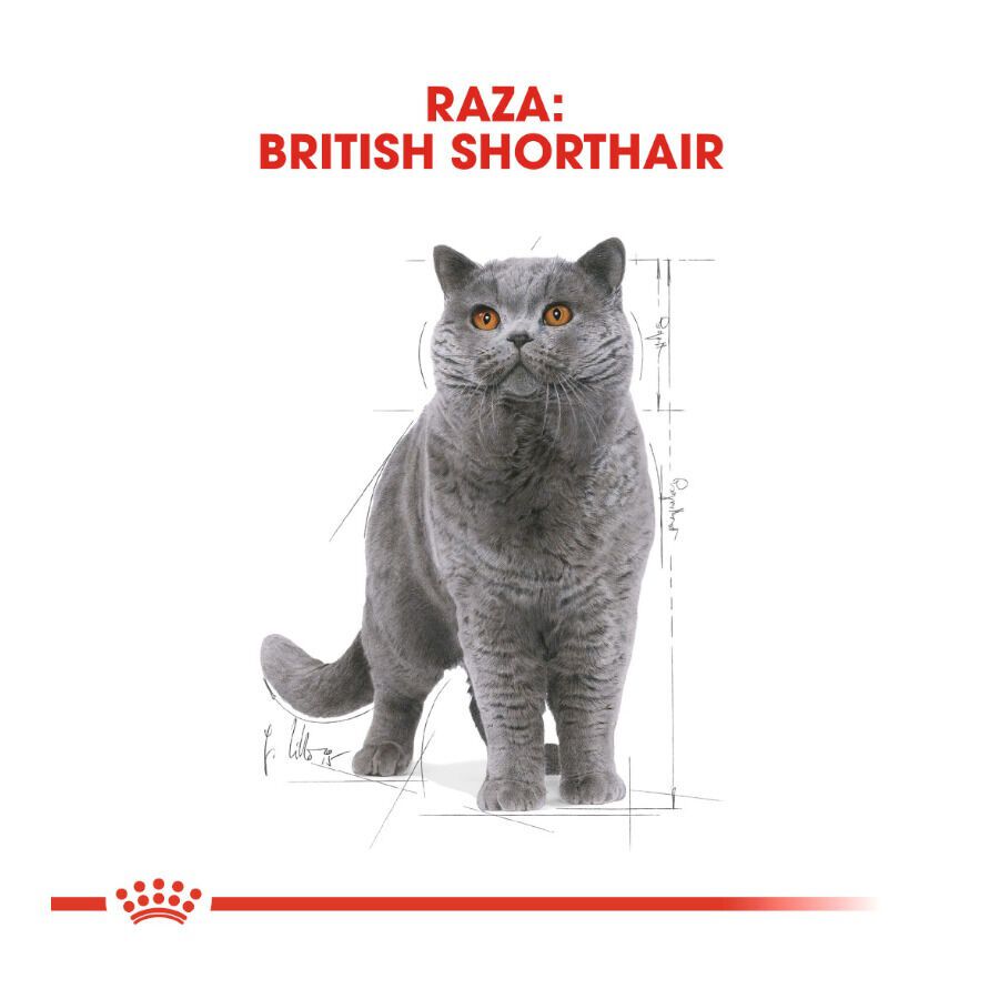 Royal Canin Sobre en Salsa British Shorthair Adult thumbnail