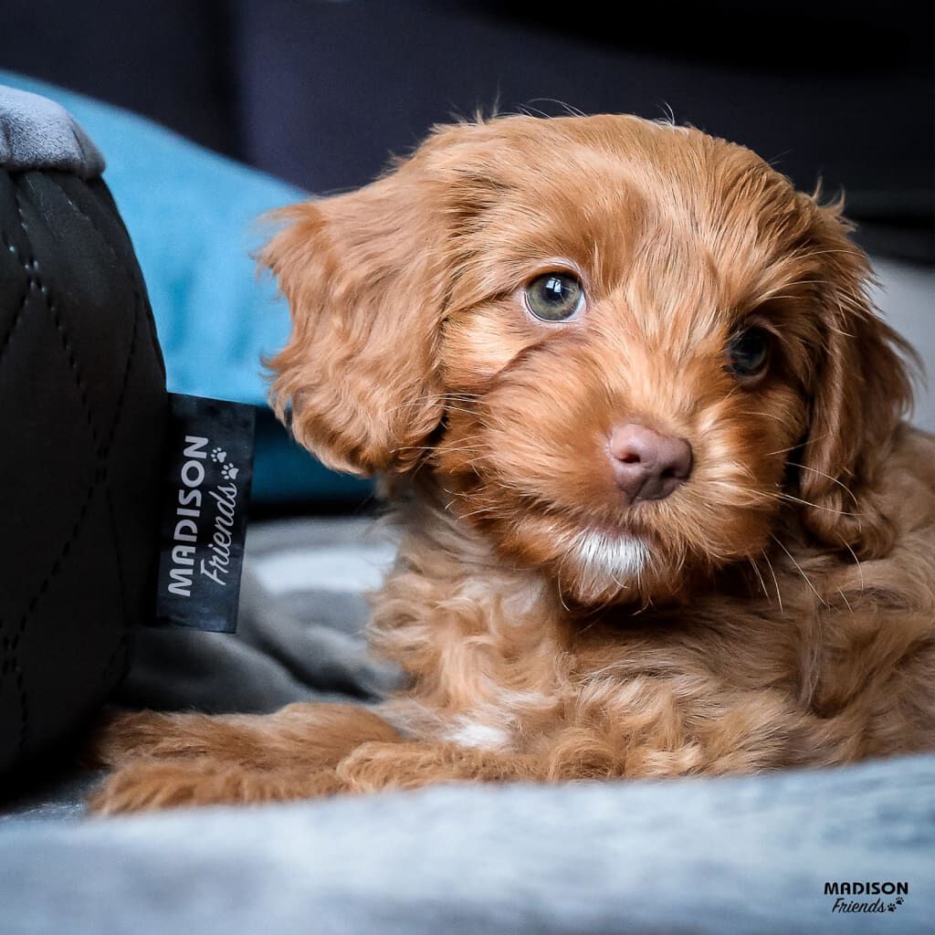 Cama Para Perros, , large Imagen numero 5