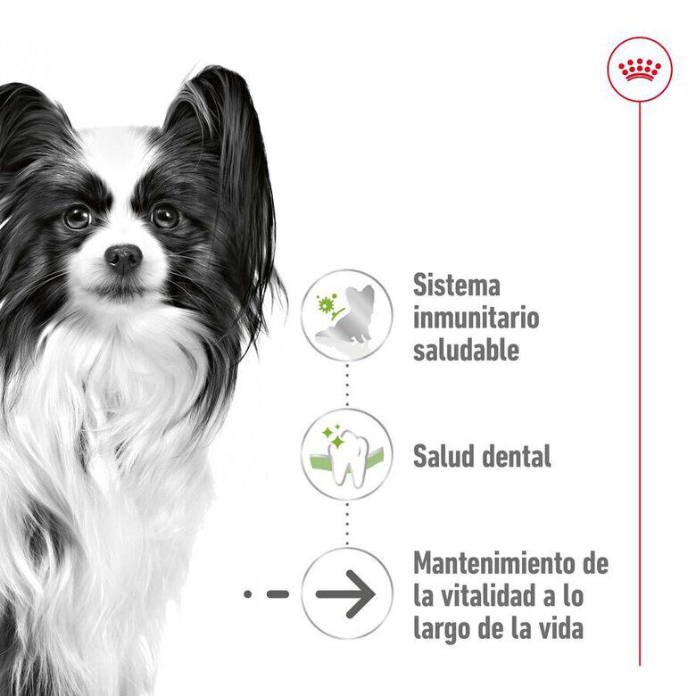 1.5 kg Royal Canin X-Small Ageing 12+ Adult pienso para perros, , large Imagen numero 5