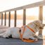 Correa de nylon para perros color Naranja, , large indicador imagen numero 4