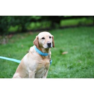 Collar Hi-Viz con luz parpadeante para perros color Azul agua