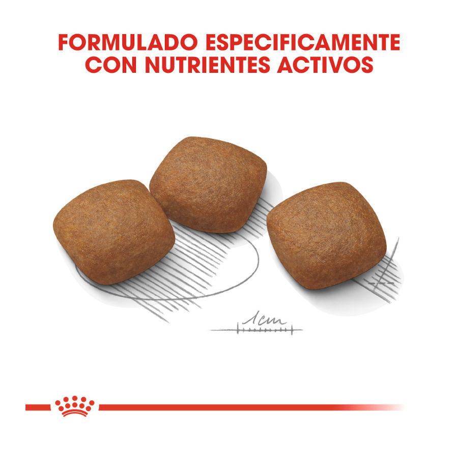 Royal Canin Joint Care Maxi pienso para perros thumbnail