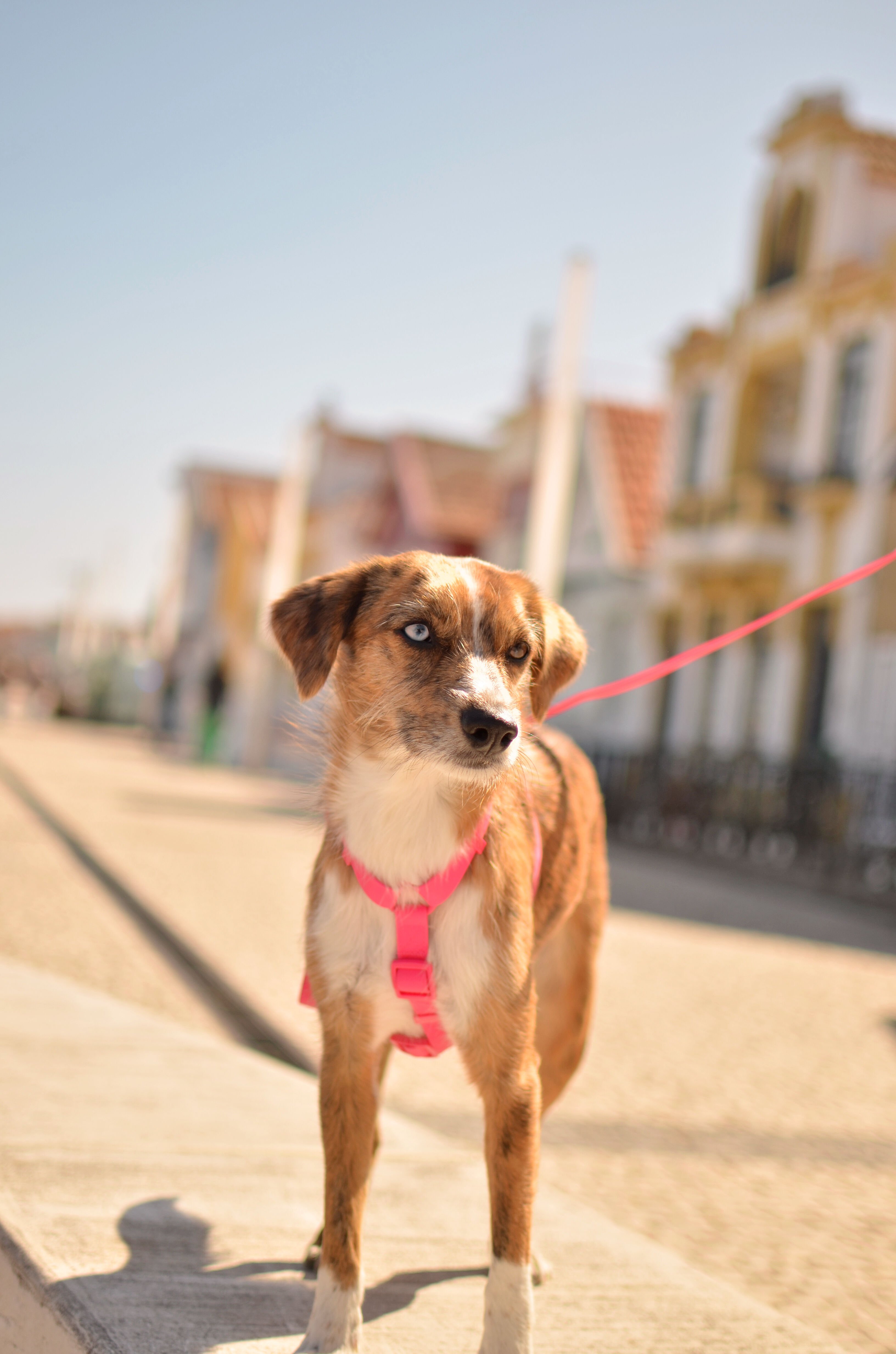 Dashi arn&eacute;s de TPU rosa para perros, , large Imagen numero 2