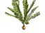 Planta Helecho 35cm de decoración para terrarios, , large indicador imagen numero 1