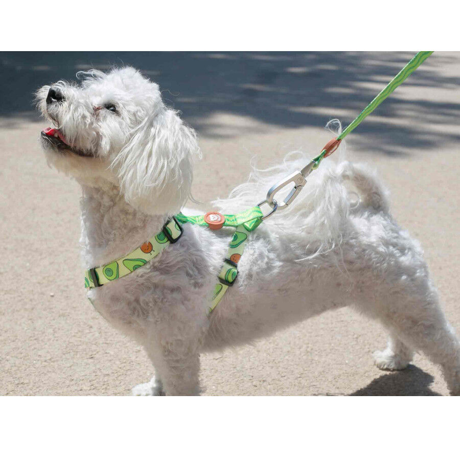 Dukier Arn&eacute;s Cl&aacute;sico Estampado Aguacate para perros, , large Imagen numero 2