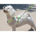 Dukier Arnés Clásico Estampado Aguacate para perros, , large image number null