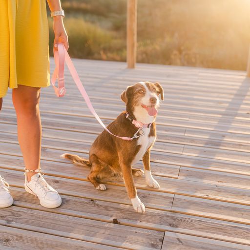 Correa de nylon para perros color Rosa Claro, , large Imagen numero 4