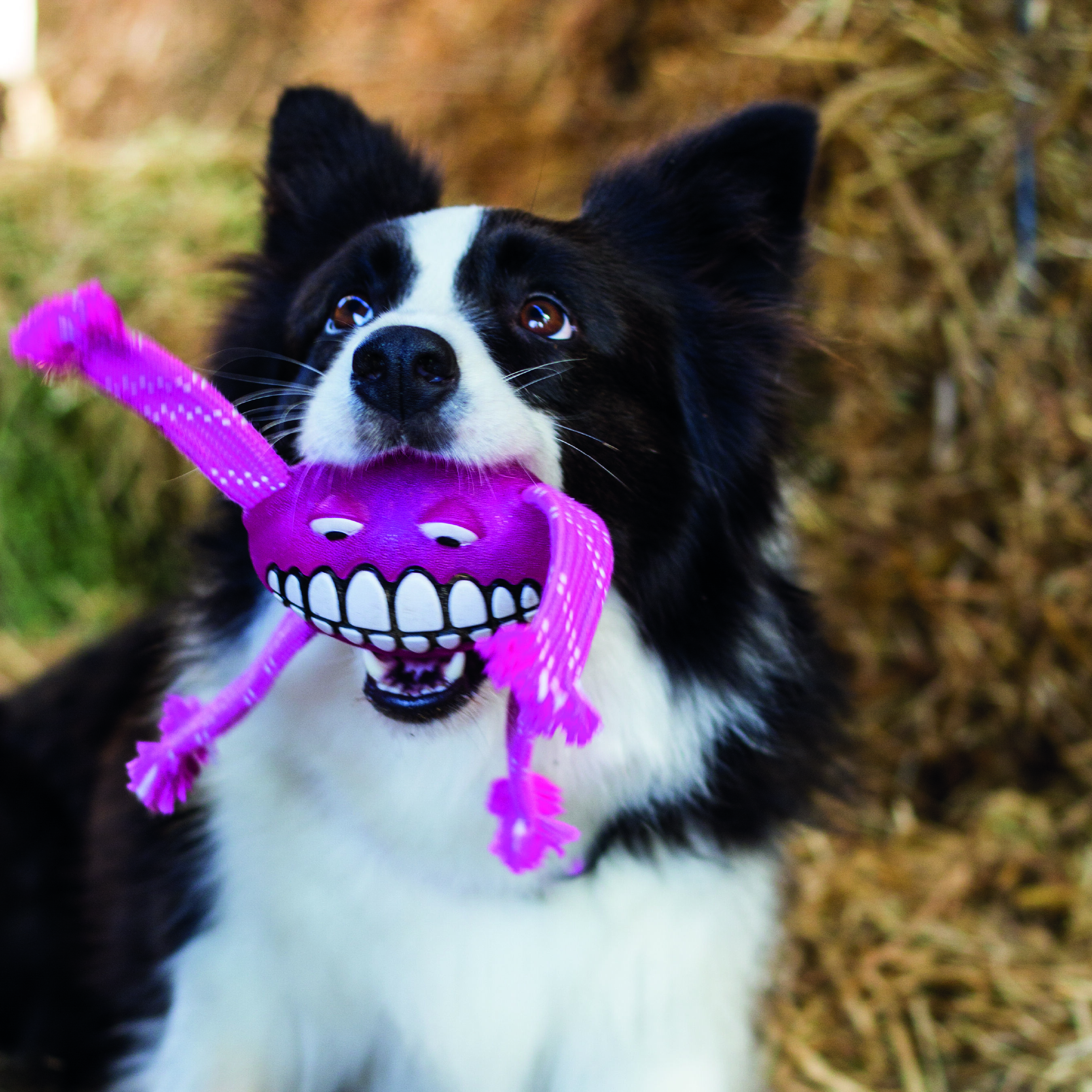 Rogz Flossy Grinz Juguete Rosa para perros, , large Imagen numero 3