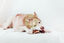 BIMORDISCOS PACK Snacks Naturales de Ternera para Perros, , large indicador imagen numero 4