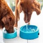 Cuenco antibacteriano Hero Hownd para perros color Aguamarina, , large image number null