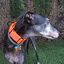 EGV - Collar Martingale. Collar galgo hecho a mano en España (Naranja), , large indicador imagen numero 4