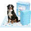 Nobleza Empapadores Perros 100 Unidades 60x90 cm, Alfombrillas Absorbentes Desechables con Dise&ntilde;o Estampado, Pa&ntilde;ales para Perros y Cachorros Antifugas y Antiolores, , large indicador imagen numero 6
