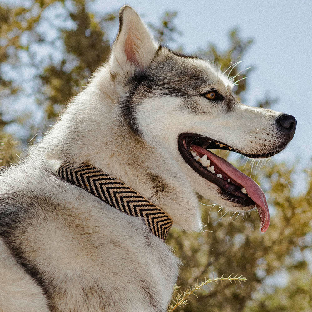 COLLAR JOCHO - L, , large Imagen numero 2