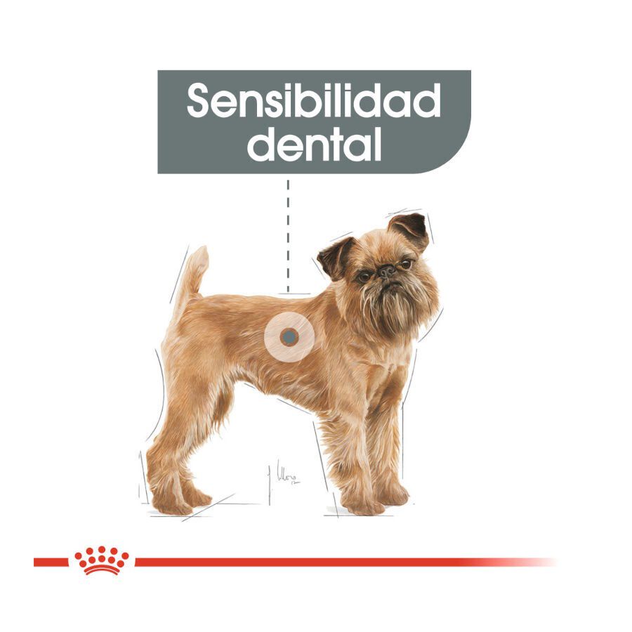 3 kg Royal Canin Dental Care Mini pienso para perros, , large Imagen numero 4