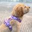 Arn&eacute;s Adventure Lavender &ndash; Arn&eacute;s para perros antitirones, seguro y elegante, , large indicador imagen numero 5