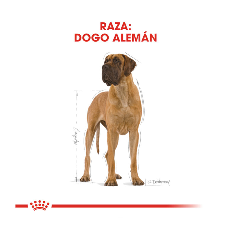 Royal Canin Adult Great Dane pienso para perros, , large image number null