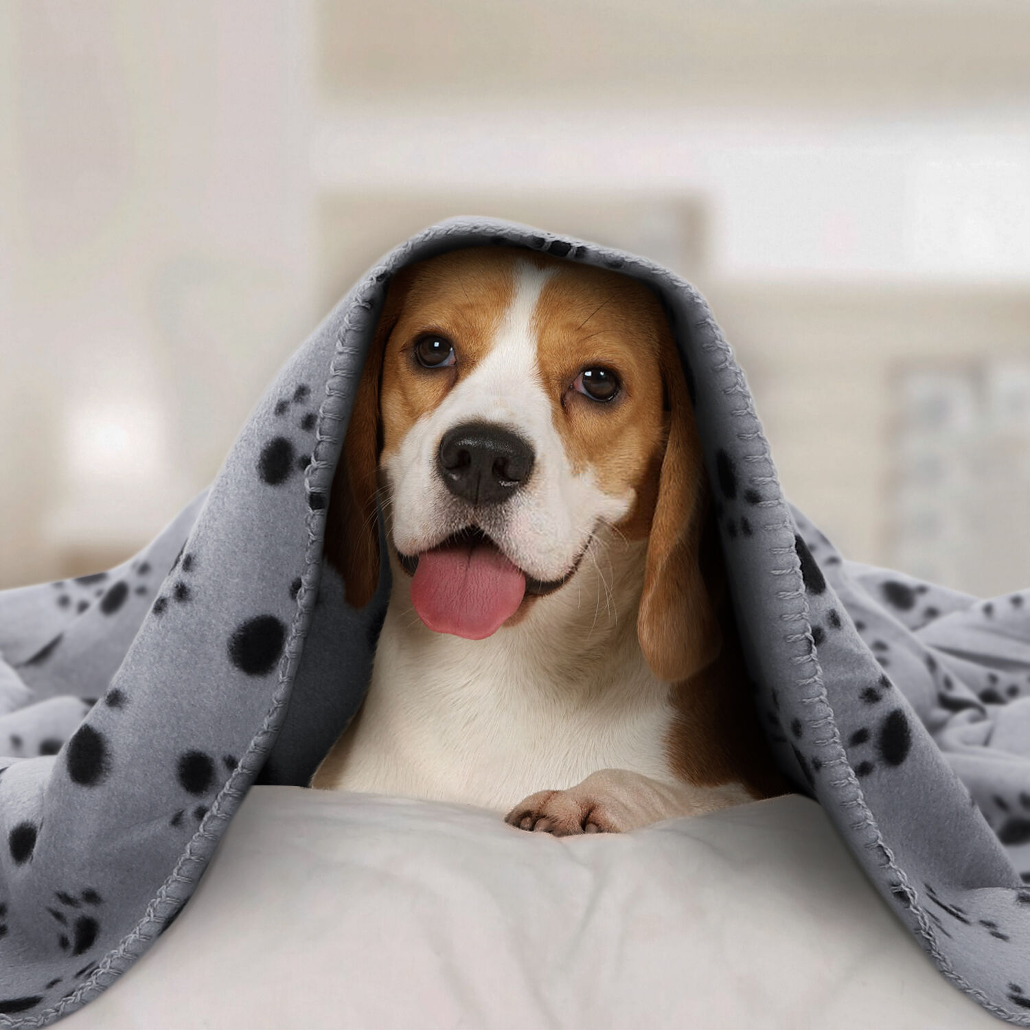 Nobleza Manta Suave de Felpa Gris para perros y gatos thumbnail