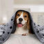 Nobleza – Manta suave de felpa para perros, gatos y otras mascotas. Lavable. 6 unidades. Color gris, 160 * 100 cm, , large indicador imagen numero 2