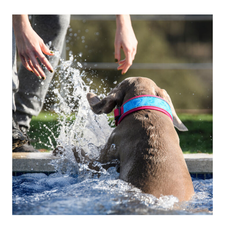 Freedog Cool Pro Tech Collar Refrescante Fucsia Deportivo para perros thumbnail