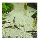 JBL Novopleco Pastillas para peces de fondo , , large image number null