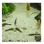 JBL Novopleco Pastillas para peces de fondo , , large indicador imagen numero 4