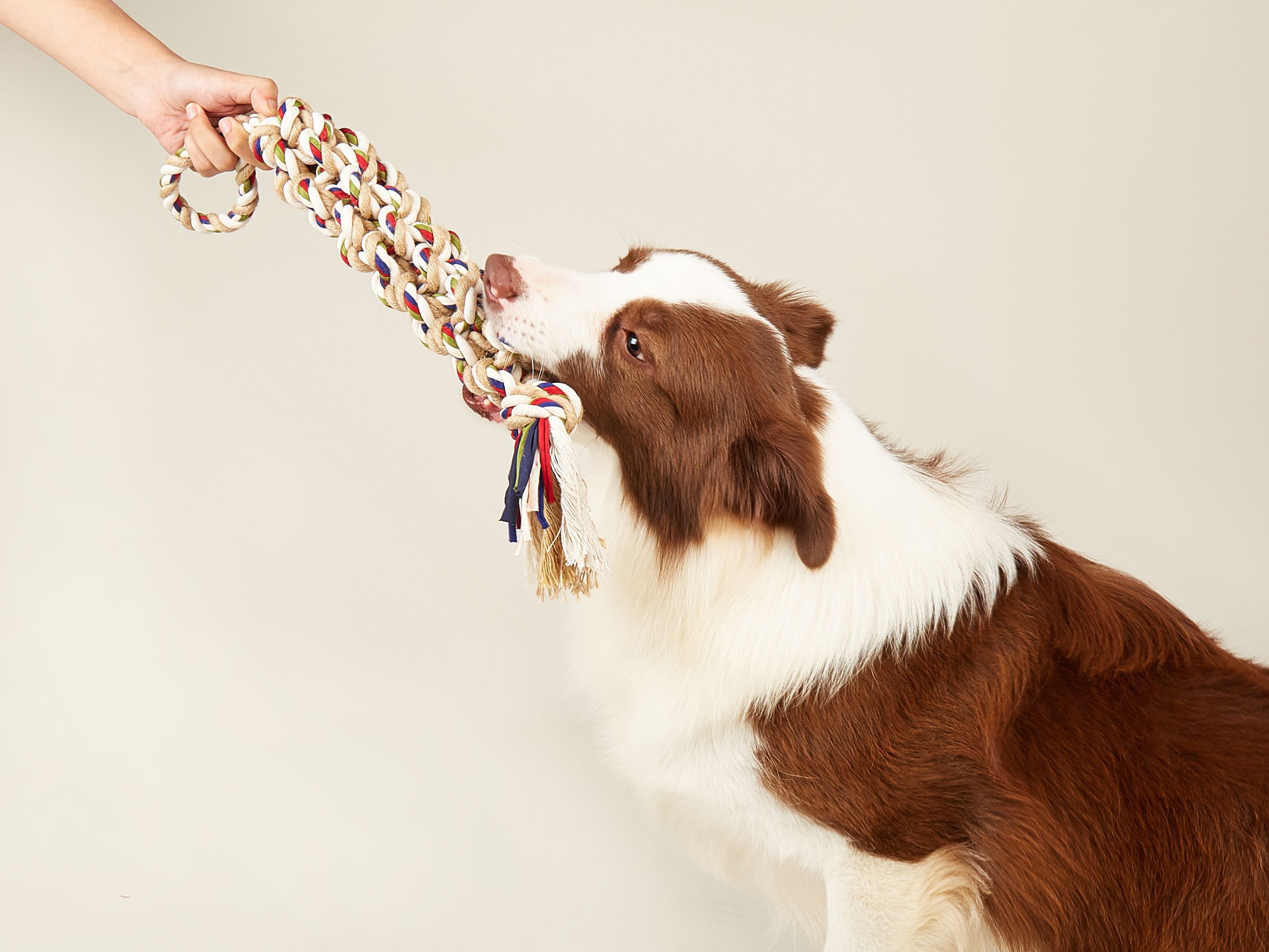 FOFOS | Cuerda Trenzada - Para Perro, , large Imagen numero 2