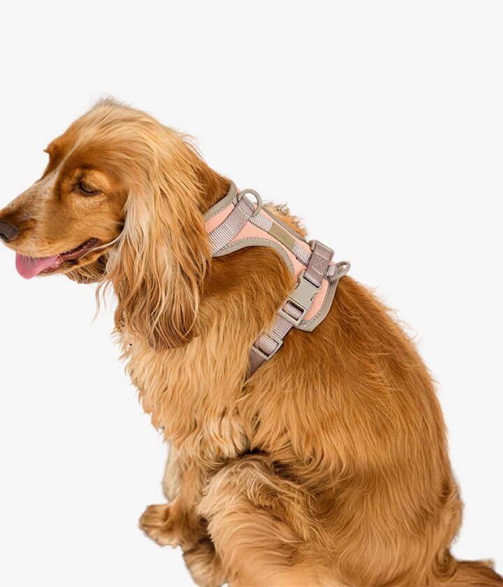 Pet and Co Set De Arn&eacute;s y Correa Rosa Polvo Rex - Perros, , large Imagen numero 4