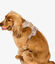 Pet and Co Set De Arnés y Correa Rosa Polvo Rex - Perros, , large indicador imagen numero 4