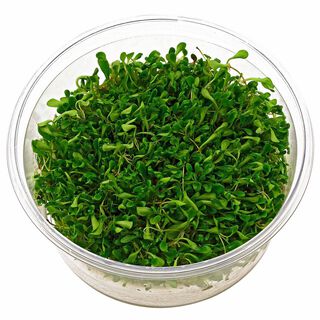 Tropica Iberia planta Glossostigma Elatinoides