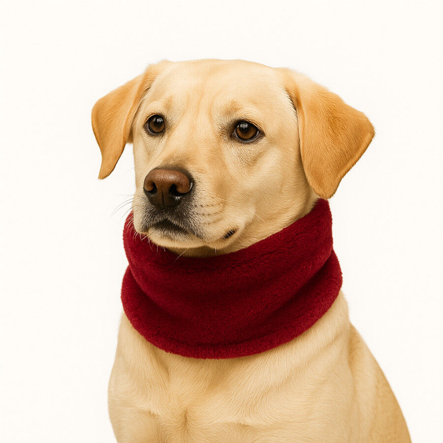 Outech Bufanda Roja para perros, , large Imagen numero 3