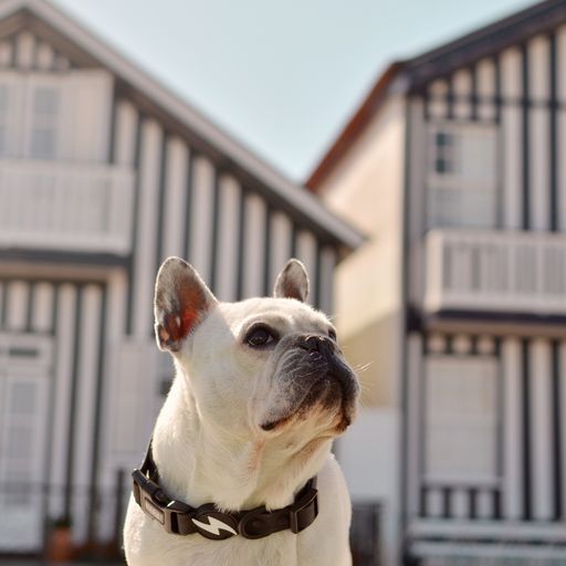 Collar para perro color Negro, , large Imagen numero 3