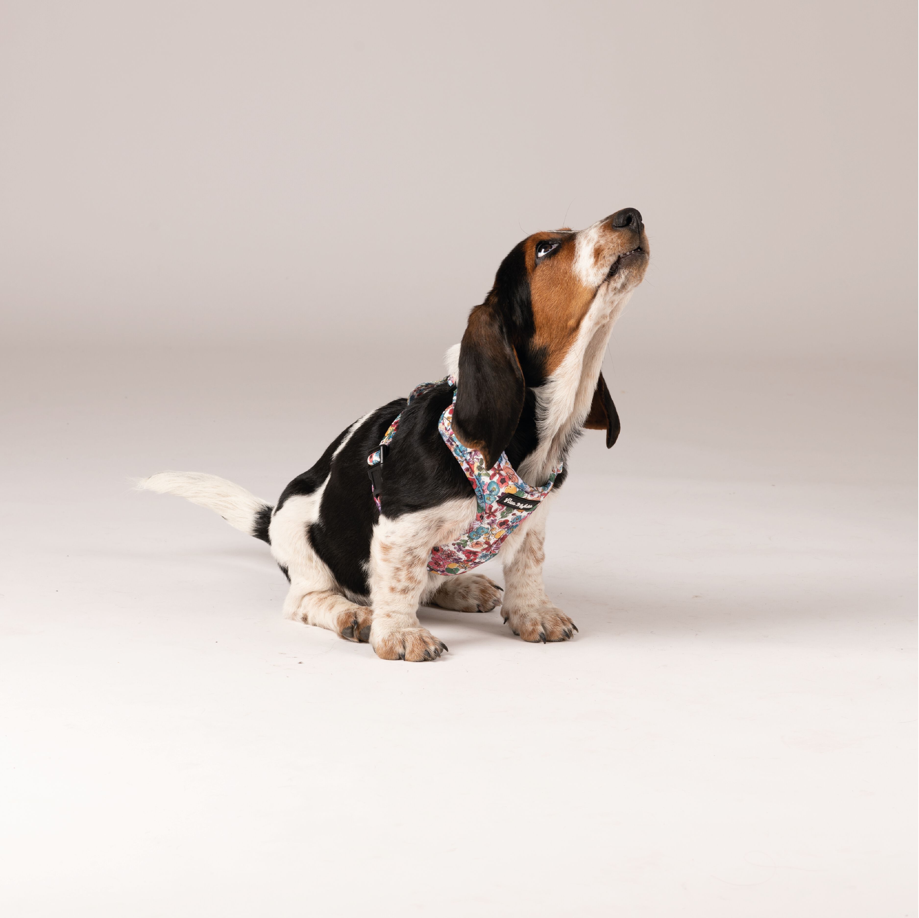 Petite Mafalda Pack Arn&eacute;s + Correa + Porta Bolsas Estampado Flores azules para perros, , large Imagen numero 2