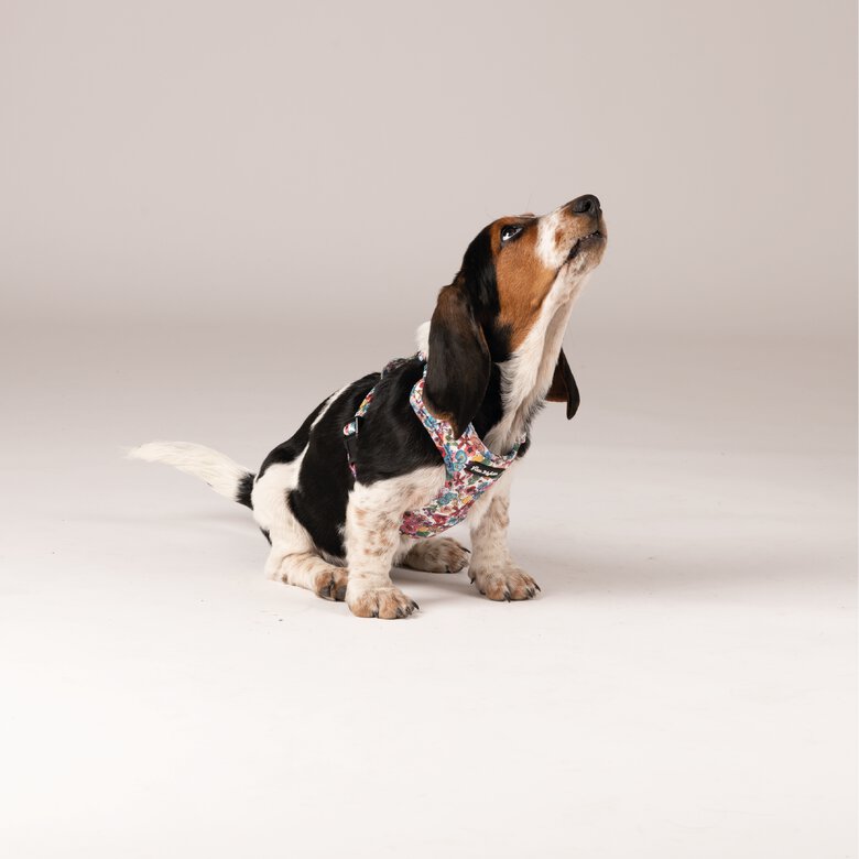 Dispensador bolsas de perro premium con enganche metálico: Vitakraft, con  amor