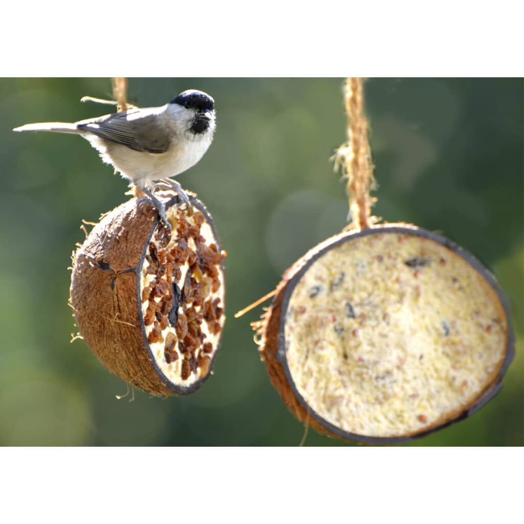 Dobar Mitades de coco rellenas alimentos grasos para pájaros thumbnail